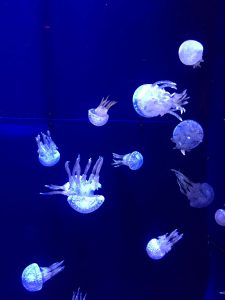 Okinawa171124 - (4) Churaumi Aquarium - 125