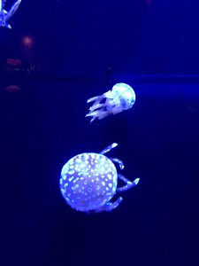 Okinawa171124 - (4) Churaumi Aquarium - 127