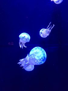 Okinawa171124 - (4) Churaumi Aquarium - 128