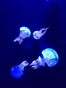 Okinawa171124 - (4) Churaumi Aquarium - 129