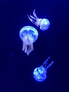 Okinawa171124 - (4) Churaumi Aquarium - 130