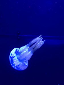 Okinawa171124 - (4) Churaumi Aquarium - 131
