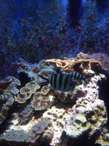 Okinawa171124 - (4) Churaumi Aquarium - 132