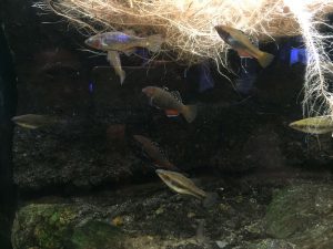 Okinawa171124 - (4) Churaumi Aquarium - 135
