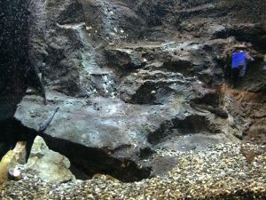Okinawa171124 - (4) Churaumi Aquarium - 136