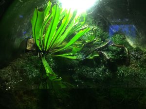 Okinawa171124 - (4) Churaumi Aquarium - 137
