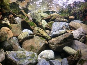 Okinawa171124 - (4) Churaumi Aquarium - 138