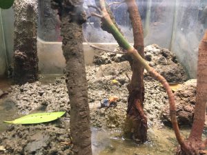 Okinawa171124 - (4) Churaumi Aquarium - 139