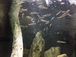 Okinawa171124 - (4) Churaumi Aquarium - 141