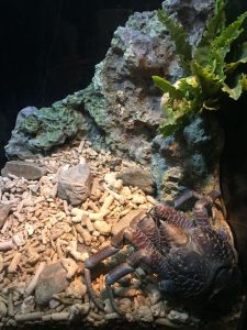 Okinawa171124 - (4) Churaumi Aquarium - 142