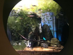 Okinawa171124 - (4) Churaumi Aquarium - 143