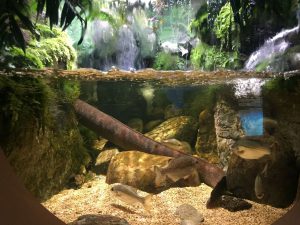 Okinawa171124 - (4) Churaumi Aquarium - 144