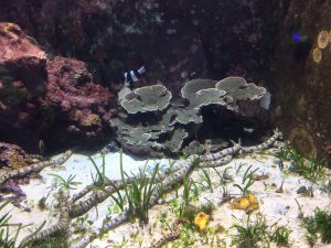 Okinawa171124 - (4) Churaumi Aquarium - 147
