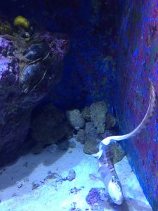 Okinawa171124 - (4) Churaumi Aquarium - 150