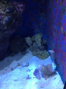 Okinawa171124 - (4) Churaumi Aquarium - 151