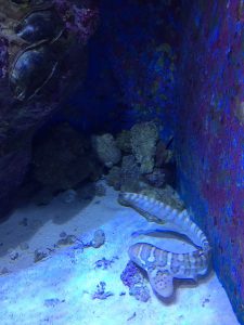 Okinawa171124 - (4) Churaumi Aquarium - 153