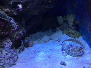 Okinawa171124 - (4) Churaumi Aquarium - 154