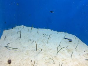 Okinawa171124 - (4) Churaumi Aquarium - 155