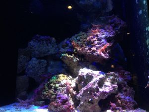 Okinawa171124 - (4) Churaumi Aquarium - 157