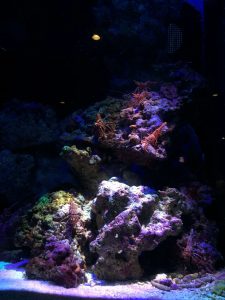 Okinawa171124 - (4) Churaumi Aquarium - 158