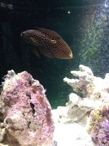 Okinawa171124 - (4) Churaumi Aquarium - 159