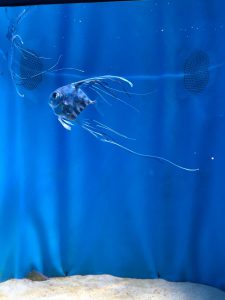 Okinawa171124 - (4) Churaumi Aquarium - 161