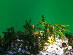 Okinawa171124 - (4) Churaumi Aquarium - 162