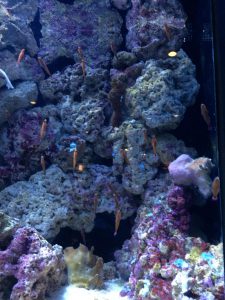 Okinawa171124 - (4) Churaumi Aquarium - 163