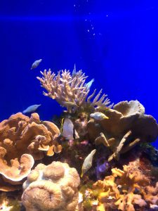 Okinawa171124 - (4) Churaumi Aquarium - 165