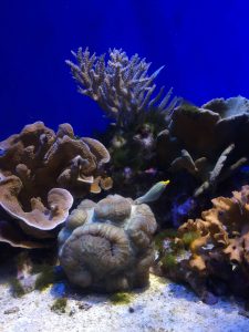 Okinawa171124 - (4) Churaumi Aquarium - 166
