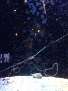 Okinawa171124 - (4) Churaumi Aquarium - 167