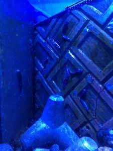 Okinawa171124 - (4) Churaumi Aquarium - 169