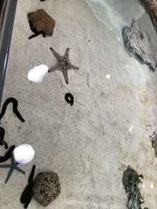 Okinawa171124 - (4) Churaumi Aquarium - 17