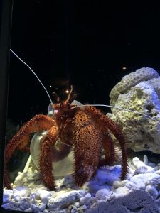 Okinawa171124 - (4) Churaumi Aquarium - 170