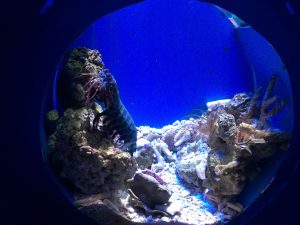 Okinawa171124 - (4) Churaumi Aquarium - 173