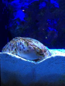 Okinawa171124 - (4) Churaumi Aquarium - 175