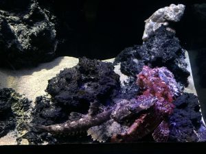 Okinawa171124 - (4) Churaumi Aquarium - 177