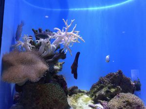 Okinawa171124 - (4) Churaumi Aquarium - 178