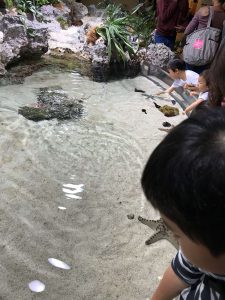 Okinawa171124 - (4) Churaumi Aquarium - 18
