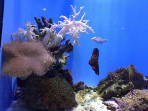 Okinawa171124 - (4) Churaumi Aquarium - 180