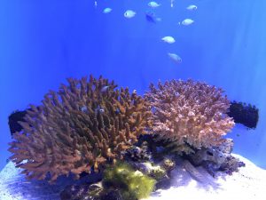 Okinawa171124 - (4) Churaumi Aquarium - 181