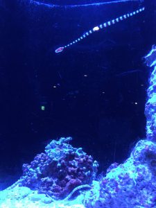Okinawa171124 - (4) Churaumi Aquarium - 183
