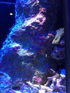 Okinawa171124 - (4) Churaumi Aquarium - 184
