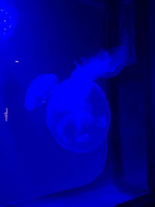Okinawa171124 - (4) Churaumi Aquarium - 185