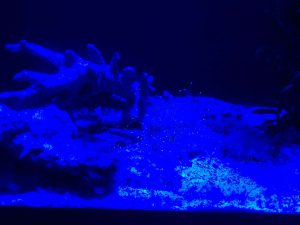Okinawa171124 - (4) Churaumi Aquarium - 186