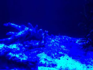 Okinawa171124 - (4) Churaumi Aquarium - 187