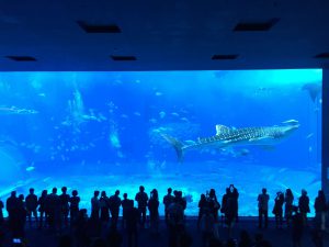 Okinawa171124 - (4) Churaumi Aquarium - 191