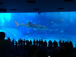 Okinawa171124 - (4) Churaumi Aquarium - 192