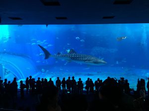Okinawa171124 - (4) Churaumi Aquarium - 193