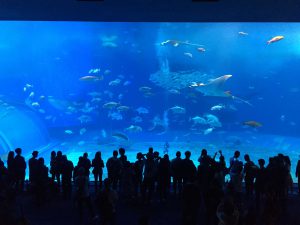 Okinawa171124 - (4) Churaumi Aquarium - 194